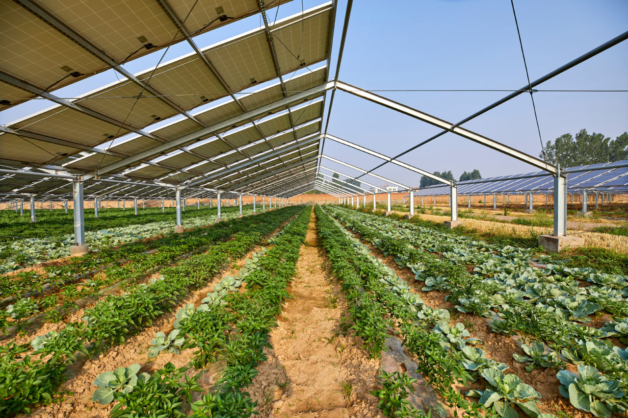 Solarfarm auf der unter PV-Modulen Gemüse angebaut wird als Symbolbild für eine positive mehrfunktionale Nutzung von Photovolotaik in Großprojekte, um die Ökobilanz von Photovoltaik zu verbessern